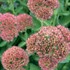 Autumn Delight™ Stonecrop, sedum Sedum (Hylotelephium) hybrid