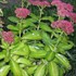 Autumn Delight™ Stonecrop, sedum Sedum (Hylotelephium) hybrid