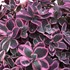 Sunsparkler® 'Dream Dazzler' Stonecrop