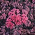 Sedum 'Midnight Velvet'  ROCK 'N GROW® Collection