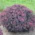 Sedum 'Midnight Velvet'  ROCK 'N GROW® Collection