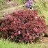 Sedum 'Midnight Velvet'  ROCK 'N GROW® Collection