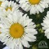  'Real Neat' Leucanthemum REALFLOR® 