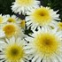 Real Glory Shasta Daisy Leucanthemum x superbum