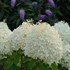 Hydrangea PUFFER FISH Panicle