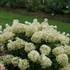 Hydrangea PUFFER FISH Panicle