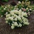 Hydrangea PUFFER FISH Panicle