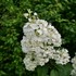 Hydrangea PUFFER FISH Panicle
