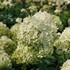 Hydrangea PUFFER FISH Panicle