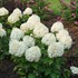 Hydrangea PUFFER FISH Panicle