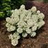 Tiny Quick Fire® Panicle Hydrangea Hydrangea paniculata