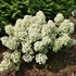 Tiny Quick Fire® Panicle Hydrangea Hydrangea paniculata