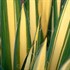 'Color Guard' Yucca