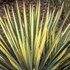 'Color Guard' Yucca