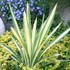'Color Guard' Yucca