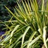 'Color Guard' Yucca