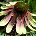 'Green Envy' Coneflower
