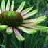 'Green Envy' Coneflower