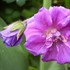 Geranium Cranesbill 'Plenum'