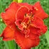 'Moses Fire' Daylily