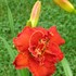 'Moses Fire' Daylily