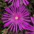 Delosperma 'cooperi' Ice Plant