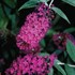 Butterfly Bush 'Attraction'
