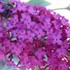 Butterfly Bush 'Attraction'