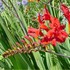 'Lucifer' Crocosmia Montbretia