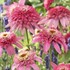 'Pink Double Delight' Coneflower 