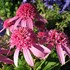 'Pink Double Delight' Coneflower 