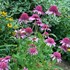 'Pink Double Delight' Coneflower 