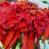 'Hot Papaya' Coneflower