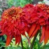 'Hot Papaya' Coneflower