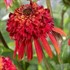 'Hot Papaya' Coneflower