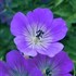 'Rozanne' Cranesbill