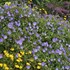 'Rozanne' Cranesbill