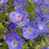 'Rozanne' Cranesbill