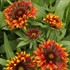 'Frenzy' Blanket Flower