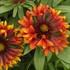 'Frenzy' Blanket Flower