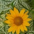Heliopsis 'Sunburst'