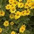 Heliopsis 'Sunburst'