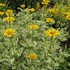 Heliopsis 'Sunburst'