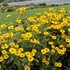 Heliopsis 'Sunburst'