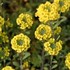 Perennial Alyssum 'Golden Spring'