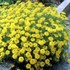 Perennial Alyssum 'Golden Spring'