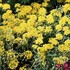 Perennial Alyssum 'Golden Spring'