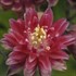 'Clementine Red' Columbine