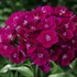 Barbarini Purple Hardy Sweet William