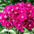 Barbarini Purple Hardy Sweet William